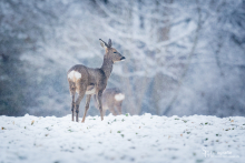 Rehwild im Schnee