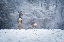 Rehwild im Schnee