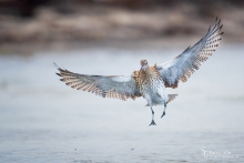 Großer Brachvogel