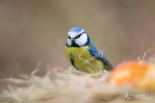 Blaumeise2-1601