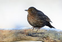 Amsel ♀