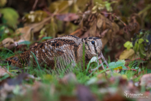 Waldschnepfe