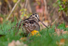 Waldschnepfe