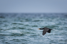 Kormoran