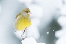 Grünfink im Schnee