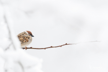 Haussperling im Schnee
