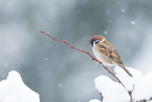 Haussperling im Schnee
