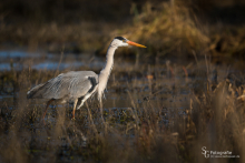 Graureiher bei der Jagd