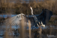 Graureiher bei der Jagd