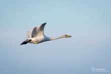 Singschwan im Flug