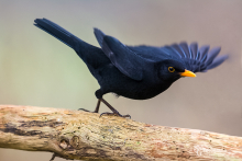 Amsel1-1601