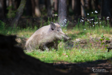 Wildschwein