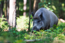 Wildschwein