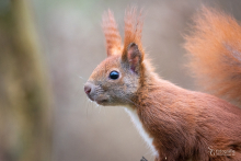 Eichhörnchen