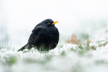 Amsel