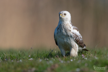 Mäusebussard
