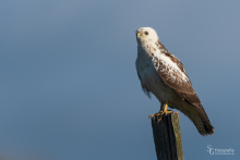 Mäusebussard