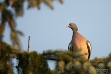 Ringeltaube