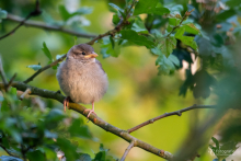 Spatz