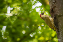 Grünspecht