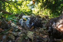 Wespenbussard (Jungvögel im Horst)