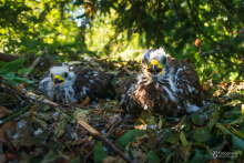 Wespenbussard (Jungvögel im Horst)