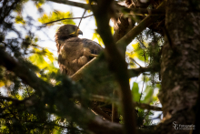 Wespenbussard