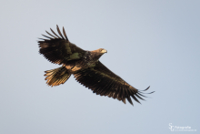 Seeadler