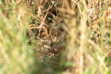 Stockente
