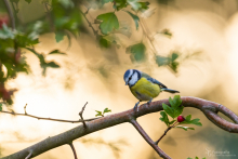 Blaumeise