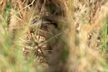 Stockente