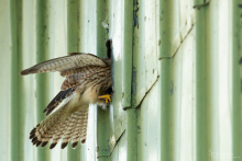 Turmfalke