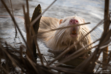 Nutria
