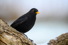 Amsel