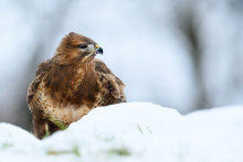 Mäusebussard