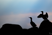 Kormoran