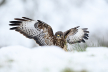 Mäusebussard