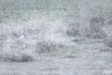 Graugans im April-Schneetreiben