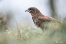 Mäusebussard