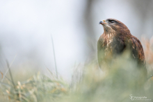 Mäusebussard