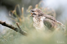 Mäusebussard