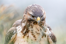 Mäusebussard