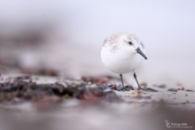Sanderling