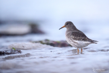 Meerstrandläufer