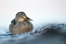 Stockente