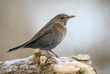 Amsel