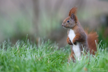 Eichhörnchen