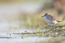 Bruchwasserläufer