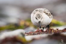 Sanderling