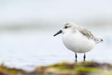 Sanderling